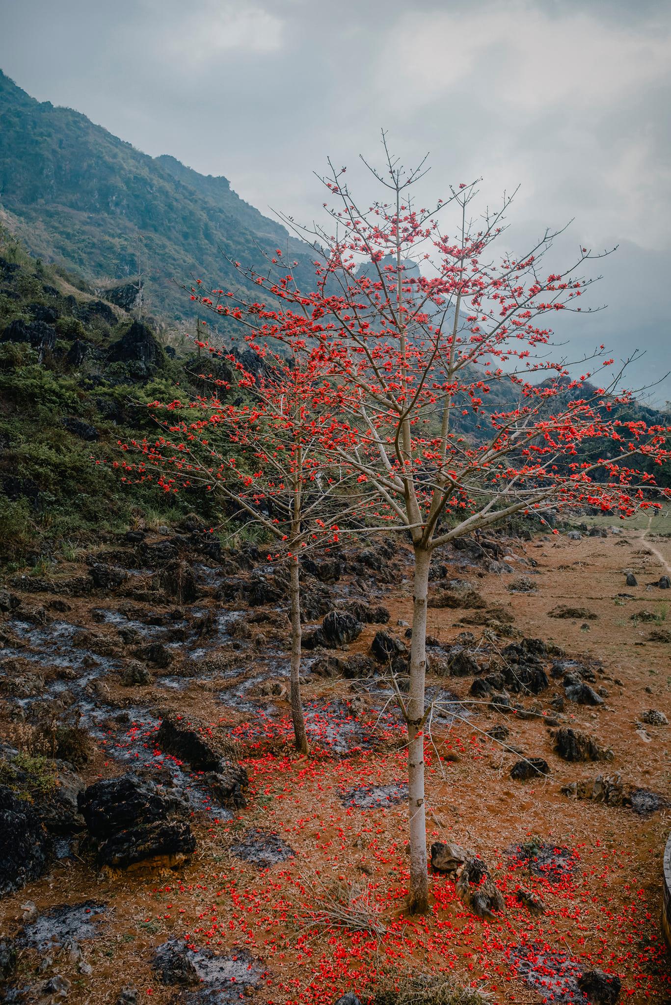 Hoa Gạo Hà Giang