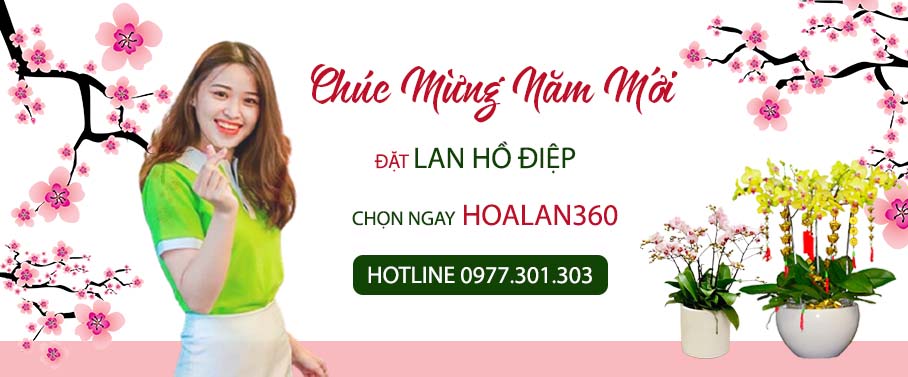 Hoa Lan 360